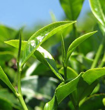 feuilles de thé