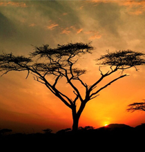 arbre d'afrique